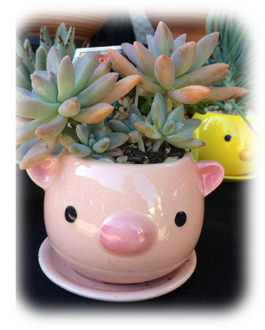 image of two succulents in a pig pot